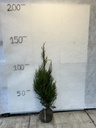 Thuja plicata 'Atrovirens'