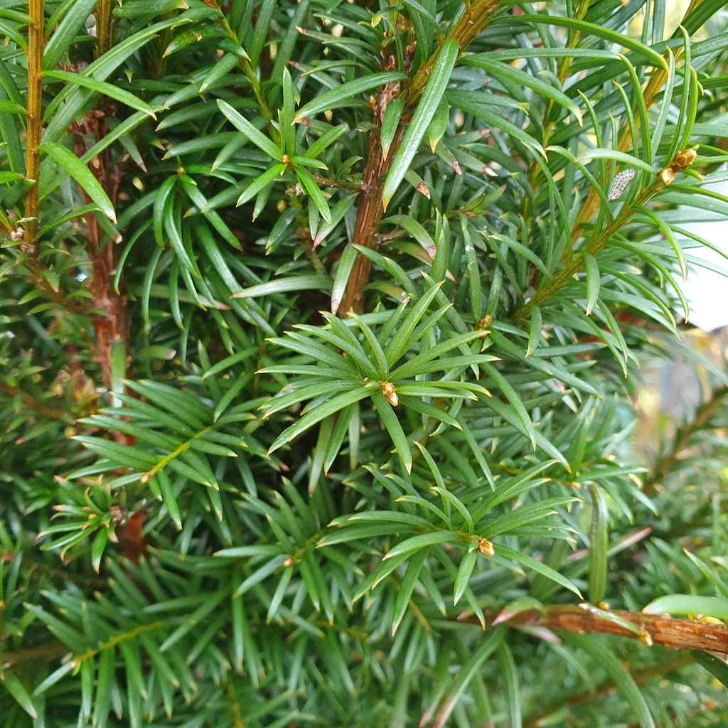Taxus baccata (50-60cm motte)