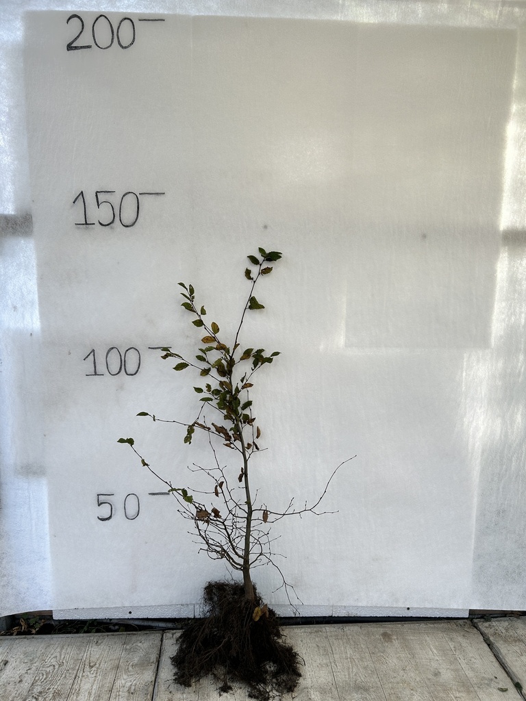Carpinus betulus (80-100cm racines nues)