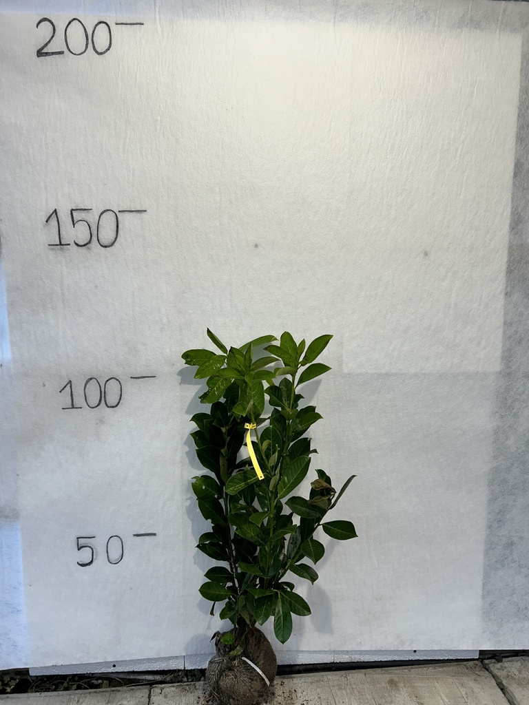 Prunus laurocerasus 'Rotundifolia' (80-100cm motte)