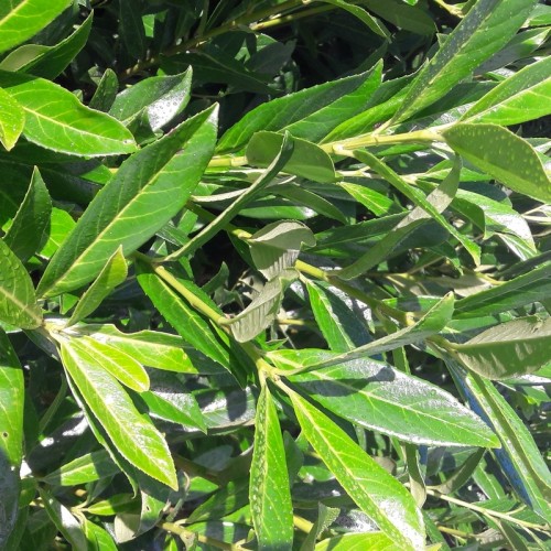 Prunus laurocerasus 'Caucasica'