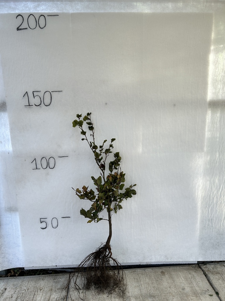Fagus sylvatica (80-100cm racines nues)