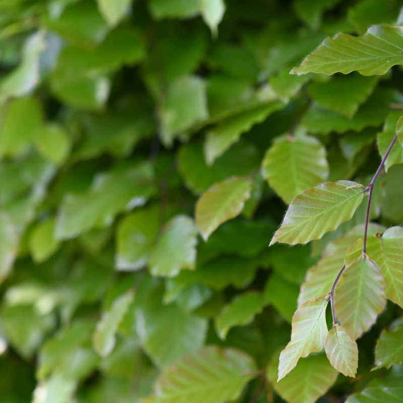 Fagus sylvatica (80-100cm racines nues)
