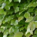 Fagus sylvatica
