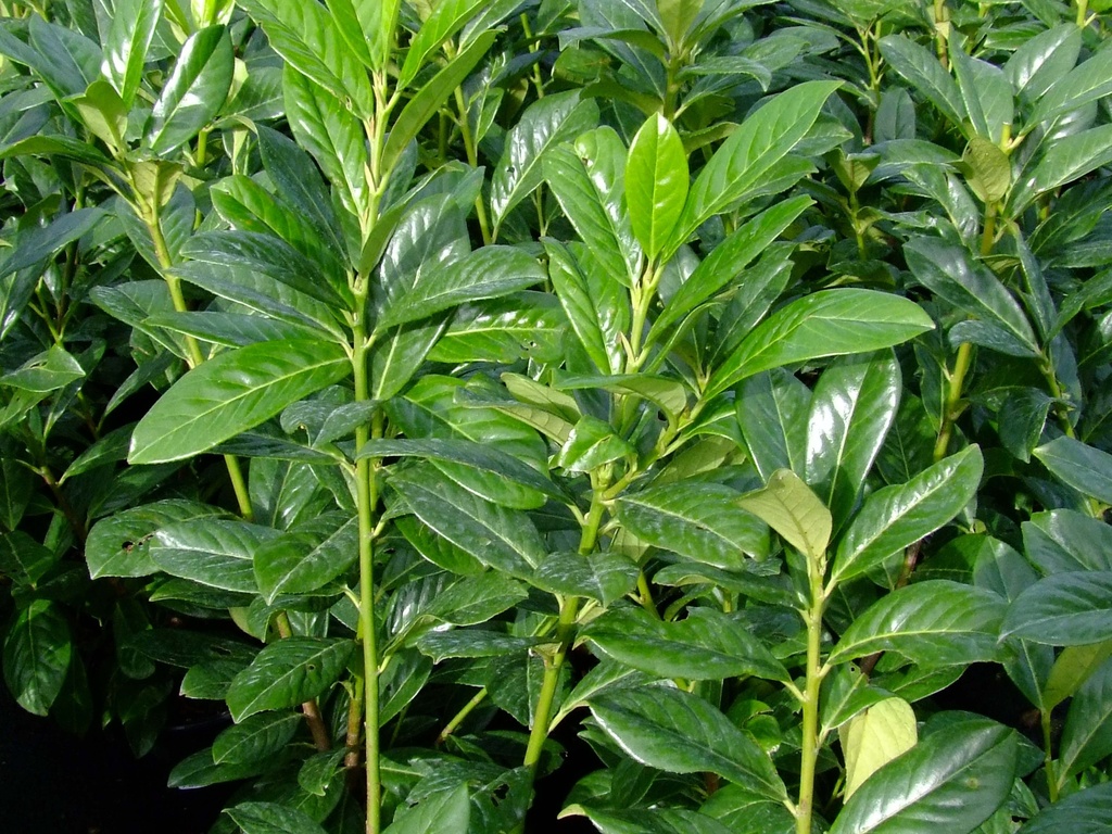 Prunus laurocerasus 'Novita' (80-100cm motte)