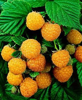 Rubus idaeus 'Fallgold' (racines nues)