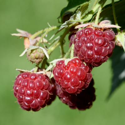 Rubus idaeus 'Malling Promise' (racines nues)