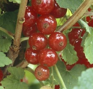 Ribes rubrum 'Jonkheer van Tets'