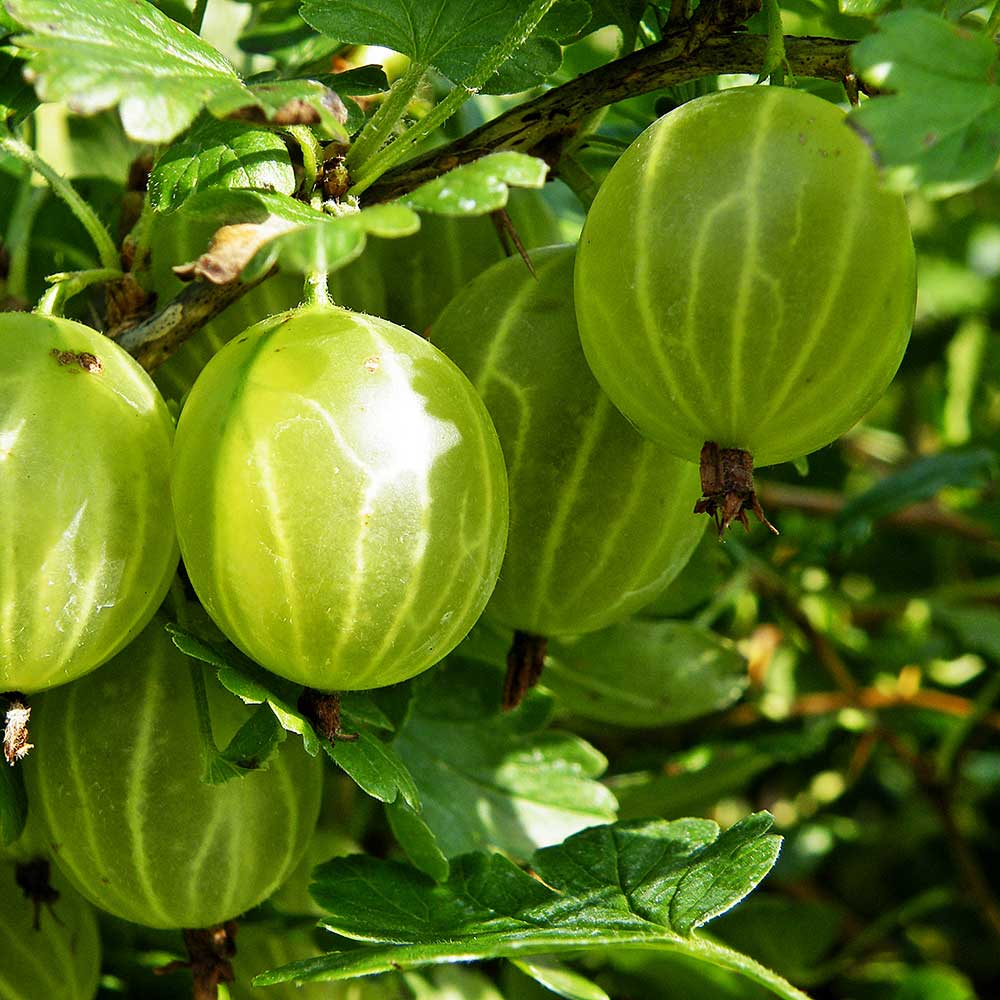 Ribes uva-crispa 'Hinnonmaki vert'