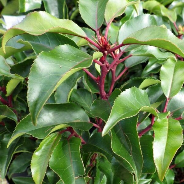 Prunus lusitanica 'Angustifolia' (60-80cm motte)