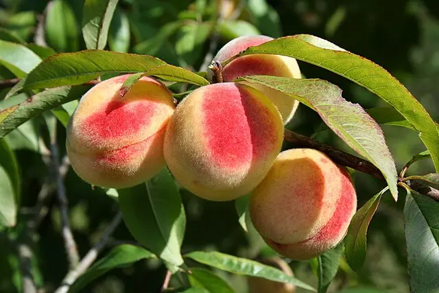 Prunus persica 'Avalon Pride'
