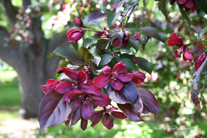 Malus 'Royalty'
