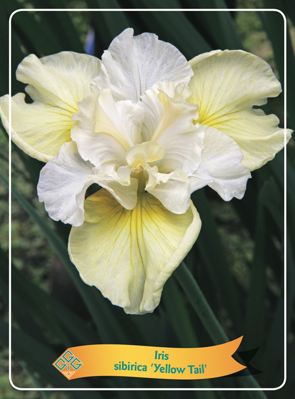 Iris sibirica 'Yellow Tail'