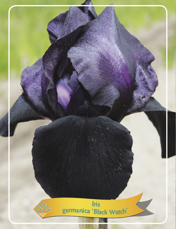 Iris germanica 'Black Watch'