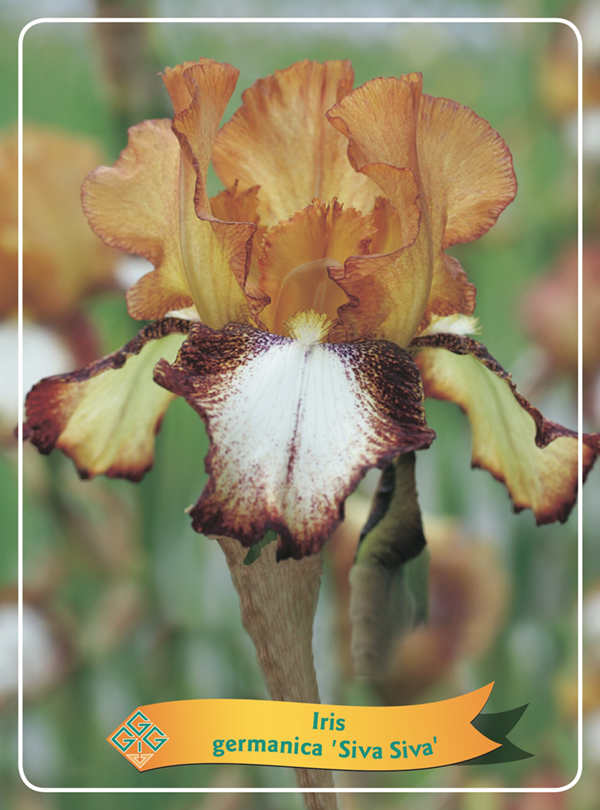 Iris germanica 'Siva Siva'