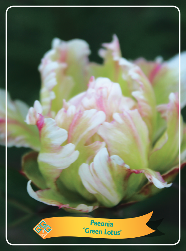 Paeonia lactiflora 'Green Lotus'
