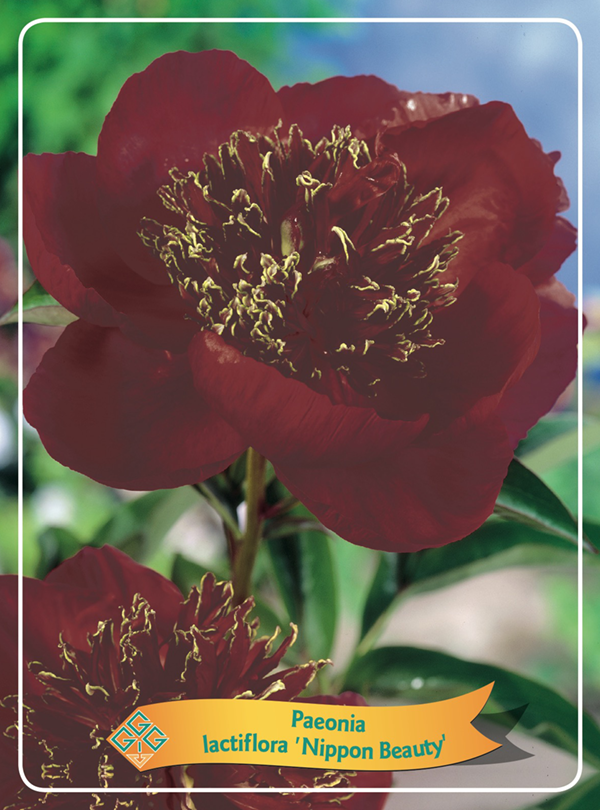 Paeonia lactiflora 'Nippon Beauty'