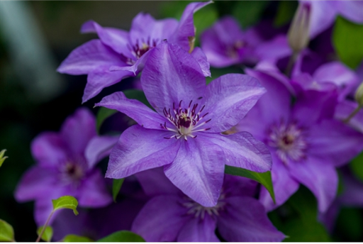 Clematis 'Esther'