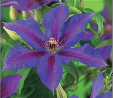 Clematis 'Mrs N.Thompson'