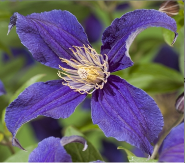 Clematis 'So Many Blue Flowers'