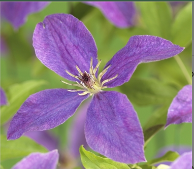 Clematis 'So Many Lavender Flowers'