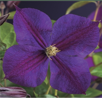 Clematis 'Star of india'