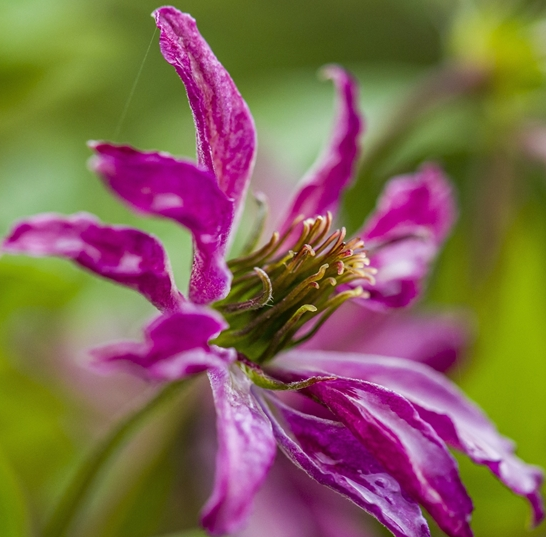 Clematis viticella 'Rosalyn'