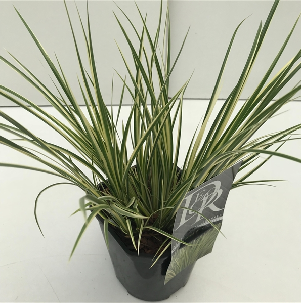 Acorus gramineus 'Argenteostratius'