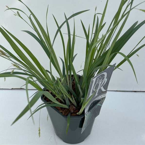 Carex laxiculmis 'Bunny Blue'