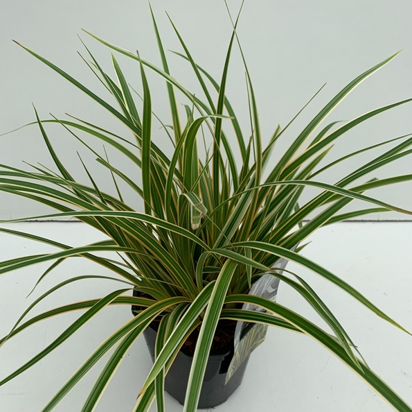 Carex oshimensis 'Everglow'