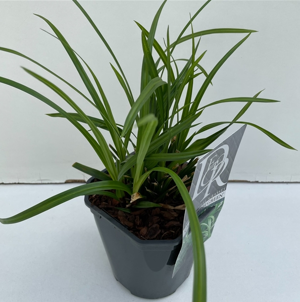 Carex morrowii 'Irish Green'