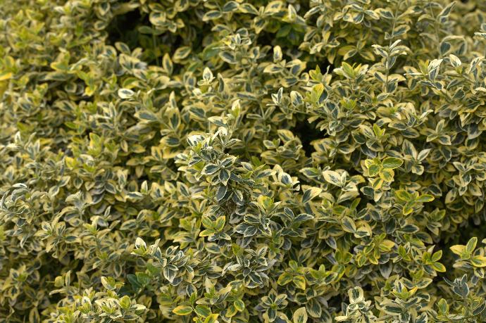 Euonymus fortunei 'Emerald 'n Gold'