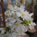 Prunus nipponica 'Brillant'