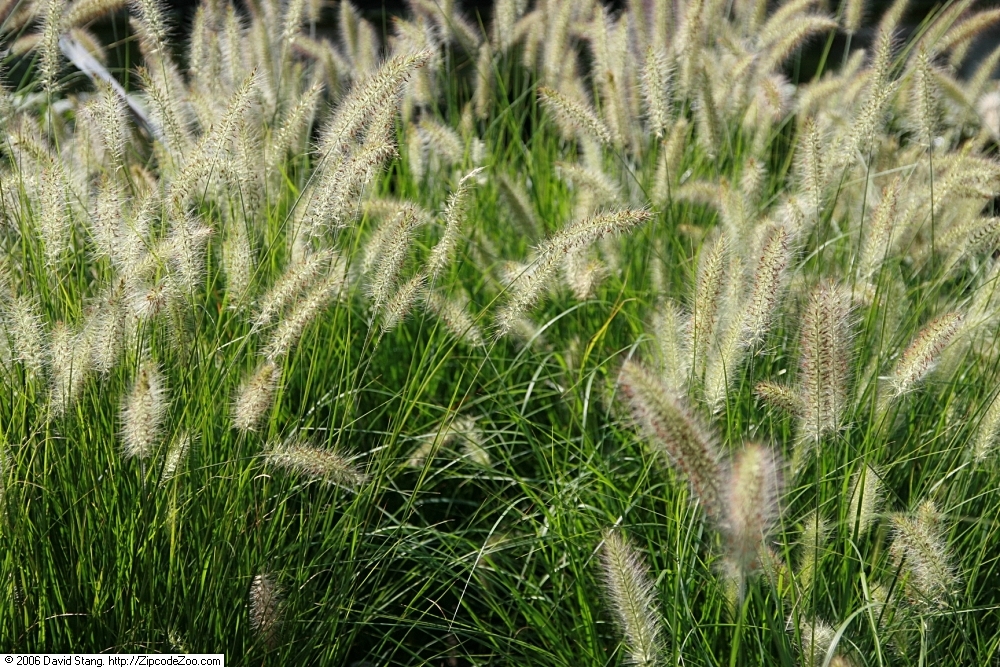 Pennisetum alopecuroides 'Hameln' (P9)