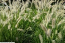 Pennisetum alopecuroides 'Hameln'