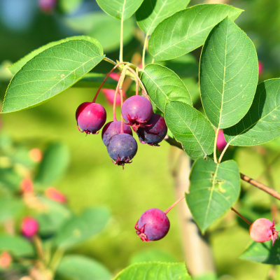 Amelanchier alniflora 'Saskatoon Berry'