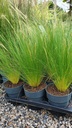 Stipa tenuissima 'Ponytail'