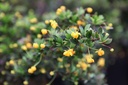 Berberis buxifolia 'Nana'