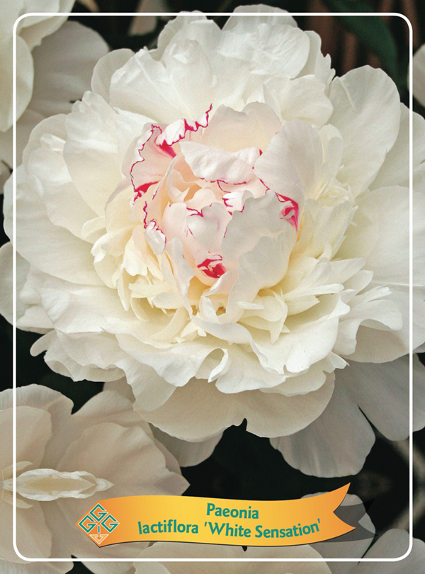 Paeonia lactiflora 'White Sensation'