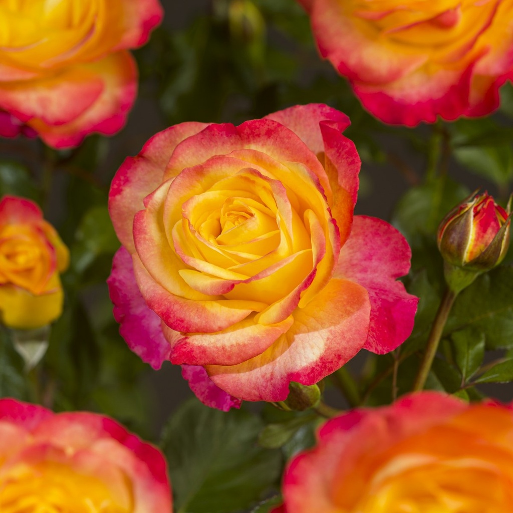Rosa 'Flaming Star'
