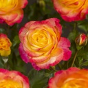 Rosa 'Flaming Star'