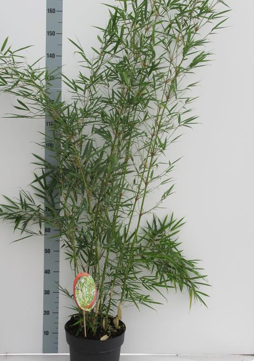 Fargesia robusta 'Campbell'
