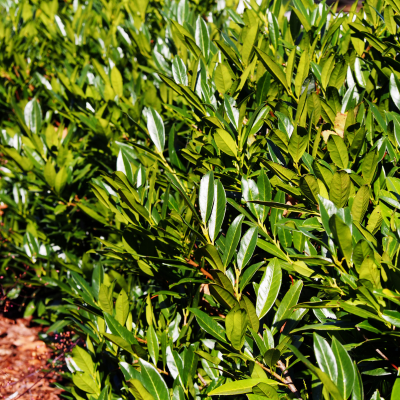 Prunus laurocerasus 'Elly'