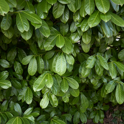 Prunus laurocerasus 'Etna' (80-100cm motte)