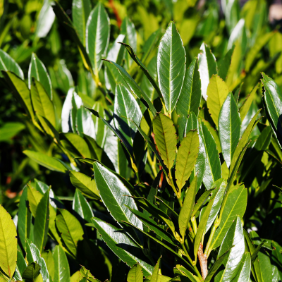 Prunus laurocerasus 'Genolia' (80-100cm motte)