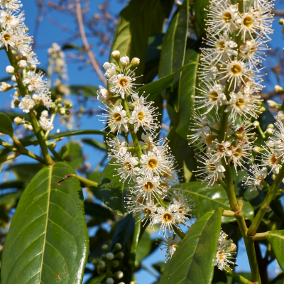 Prunus laurocerasus 'Herbergii' (60-80cm motte)