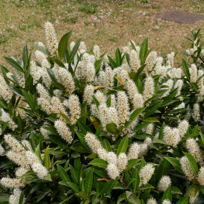 Prunus laurocerasus 'Otto Luyken' (30-40cm motte)