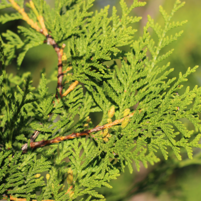 Thuja occidentalis 'Brabant' (80-100cm motte)