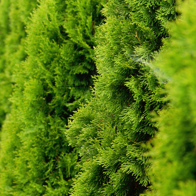 Thuja occidentalis 'Smaragd' (80-100cm motte)