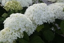 Hydrangea arborescens 'Strong Annabelle'